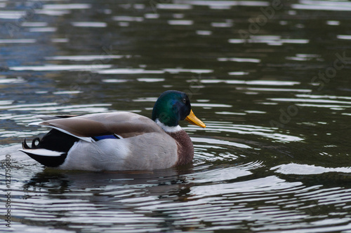 Stockenten im Herbst