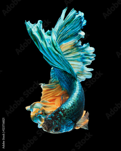 betta fish