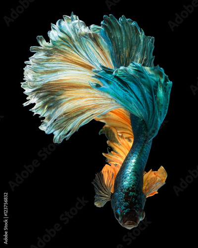betta fish