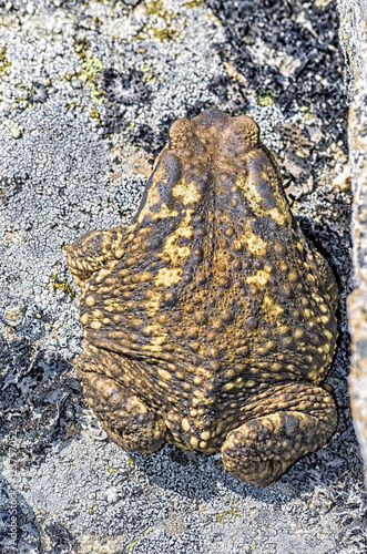 Bufo bufo. Top view of common toad with beautiful olive and brown color  over a granite rock  in summer end season.