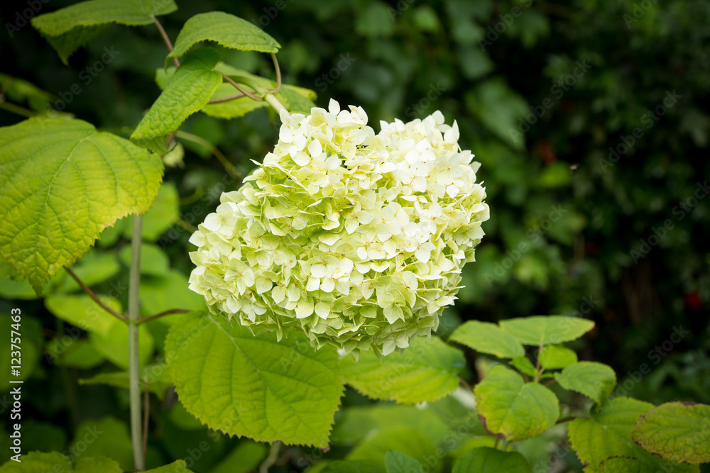White flowers of Hydrangea Paniculata Limelight White flowers of Hydrangea Paniculata Limelight