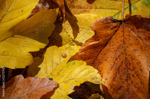 Wallpaper Mural Ladybug on a autumn leaves Torontodigital.ca