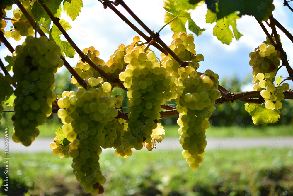 Fototapeta premium Bunch of grapes on the vine with green leaves