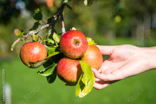Apfelbaum - Apfelernte