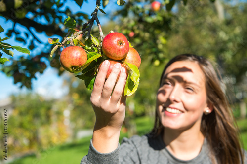 Junge Frau pflückt Äpfel von einem Apfelbaum