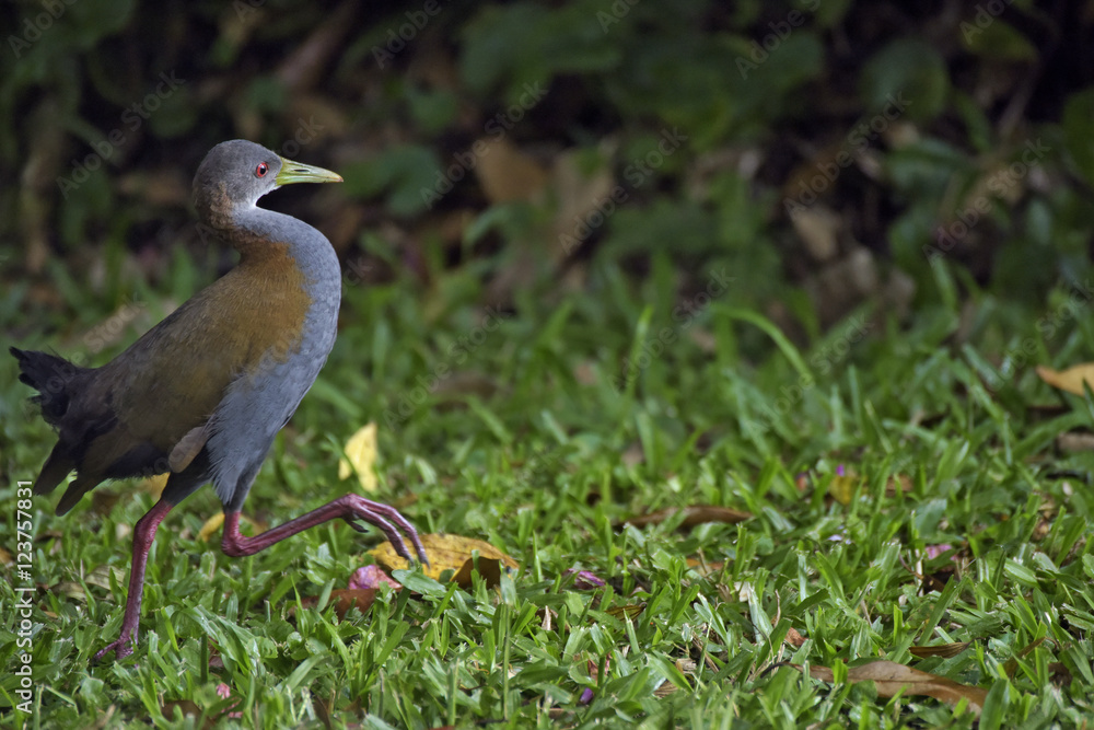 Fototapeta premium Slaty-breasted wood rail on the edge of the forest