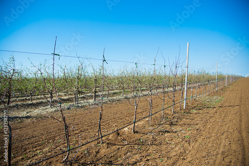 Orchard of young apple trees in early spring