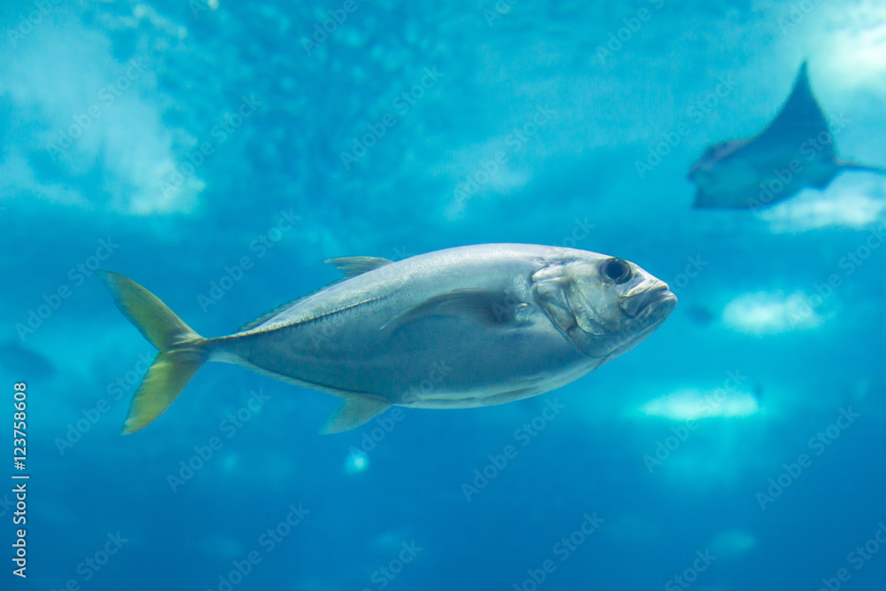 Fototapeta premium fish in oceanarium in blue depth water