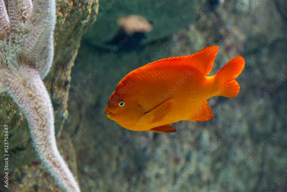 Obraz premium fish in oceanarium in blue depth water