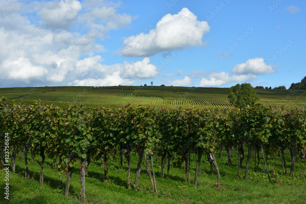Row of Vineyard Grape Vines