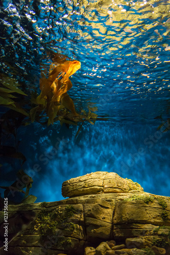 fish in oceanarium in blue depth water © sytnik