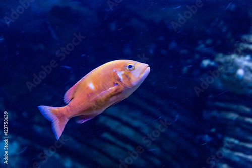 fish in oceanarium in blue depth water