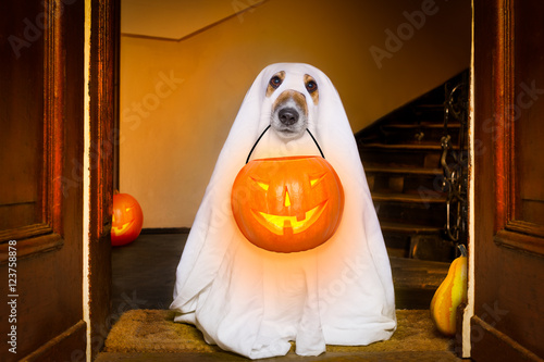 halloween  ghost  dog trick or treat © Javier brosch