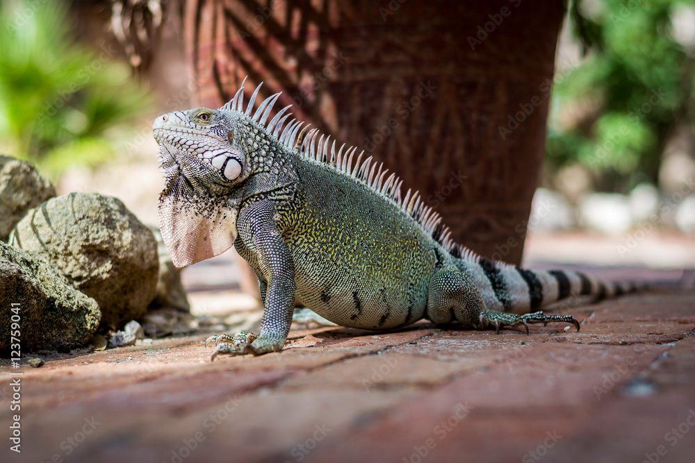 Fototapeta premium Lizard in the shade on a terras