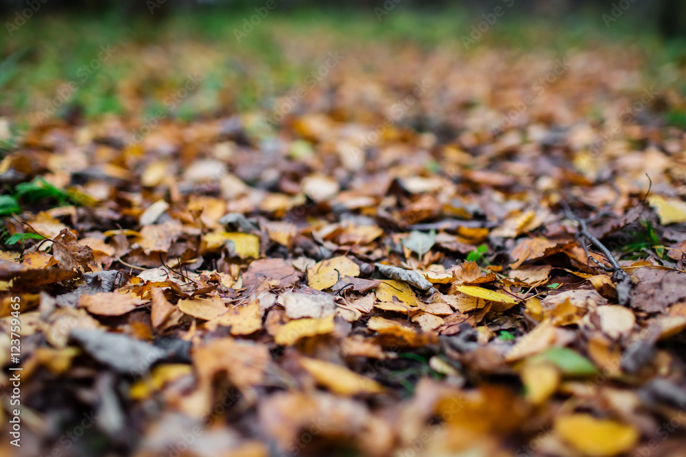 Autumn fallen leaves texture - selective focus Autumn fallen leaves texture - selective focus