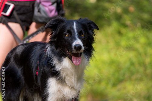 Fototapeta Naklejka Na Ścianę i Meble -  Canicross