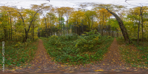 Fototapeta Naklejka Na Ścianę i Meble -  Autumn forest spherical 360 degree panorama