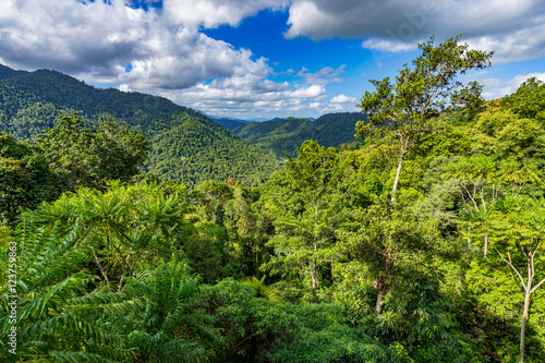 The daintree rainforest Queensland
