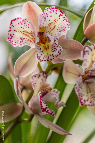 Cymbidium orchids in flower