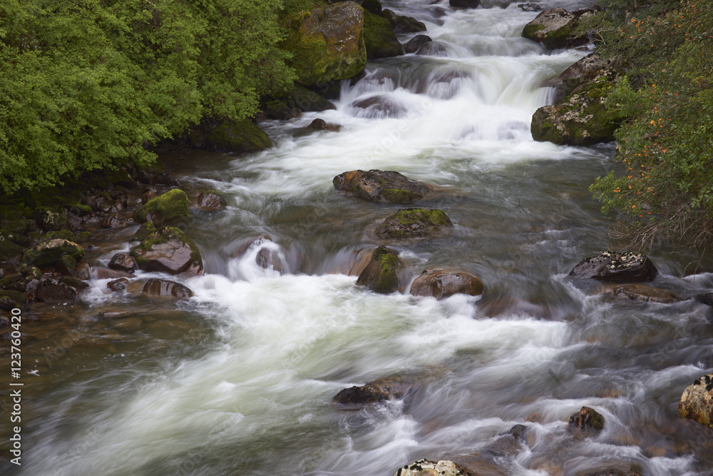 Fast flowing waters of the Rio Ventisquero as it passes through lush forest near the Carretera Austral in the Aysen Region of southern Chile.