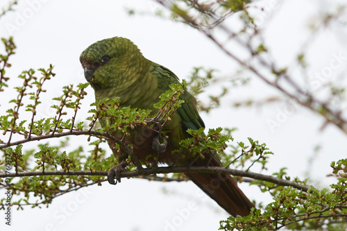 Austral Parakeet (Enicognathus ferrugineus) eating the buds and blossom on trees along the Carretera Austral in the Aysen Region of southern Chile.  photo