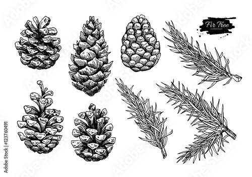 Pine cone and fir tree set. Botanical hand drawn vector illustra photo