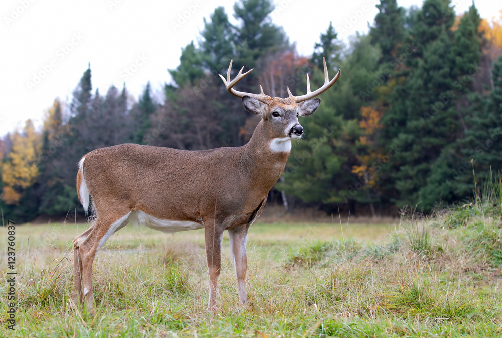 Naklejka premium White-tailed deer buck in a autumn meadow in Canada