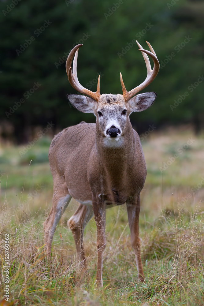 White-tailed deer buck in a autumn meadow