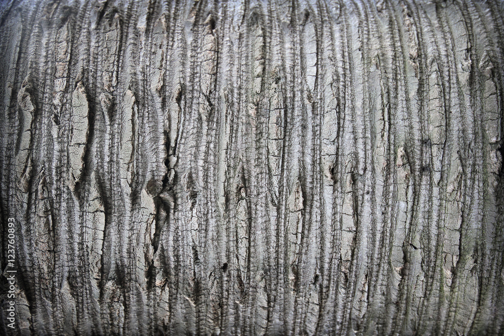 Wooden texture Wooden texture
