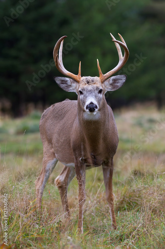 White-tailed deer buck in a autumn meadow