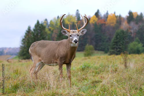 White-tailed deer buck in a autumn meadow