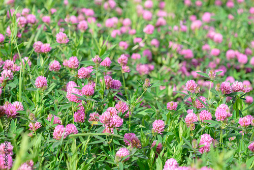 Clover Flowers in the field background