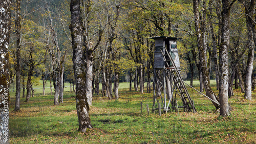 Hunting ground in a maple wood