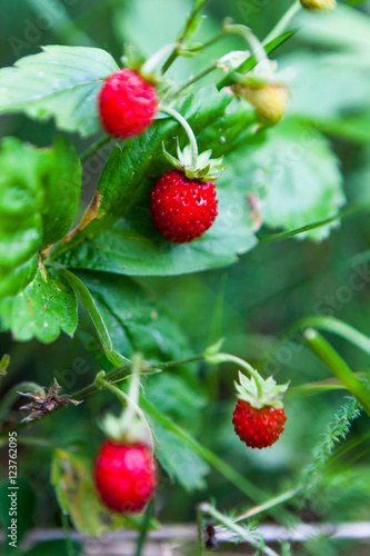 wild strawberry, sweet, juicy, berry, delicious, summer