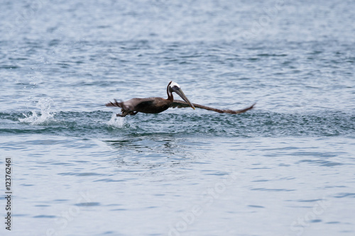 brown pelican taking off