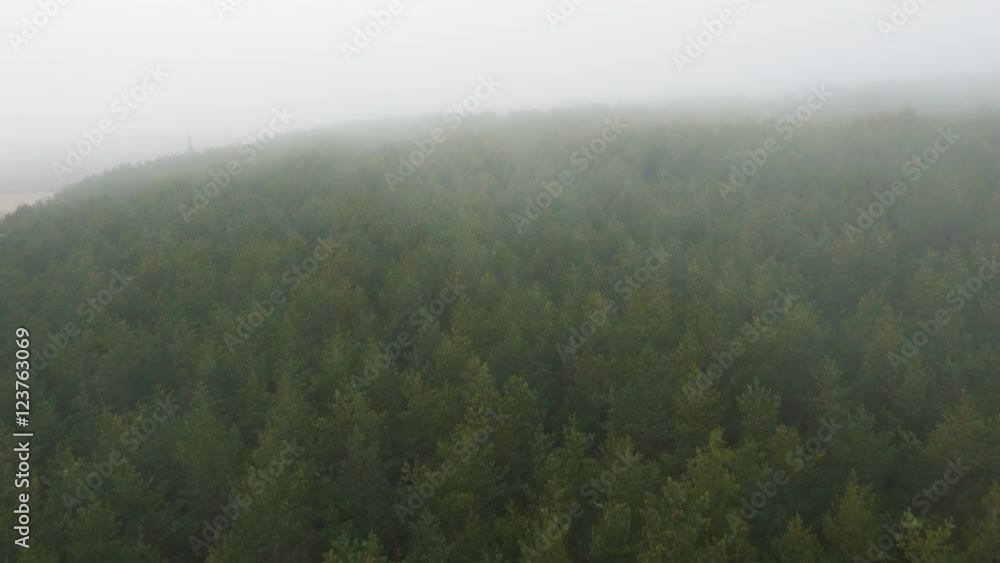 Aerial Drone Shot of Pine Forest in Foggy Day Aerial Drone Shot of Pine Forest in Foggy Day