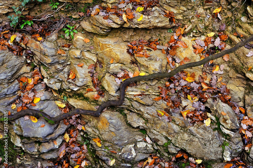 big stone with autumn leaves in forest