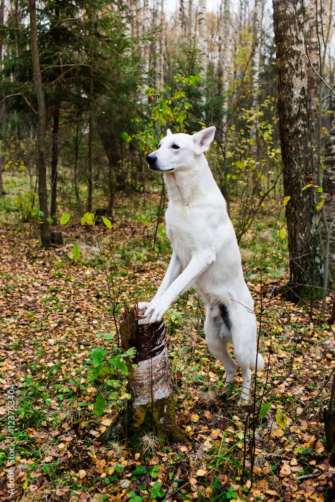 White Swiss shepherd dog in autumn forest White Swiss shepherd dog in autumn forest