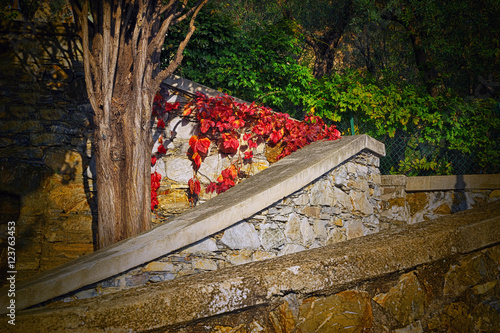 Red Wild grape on stone wall