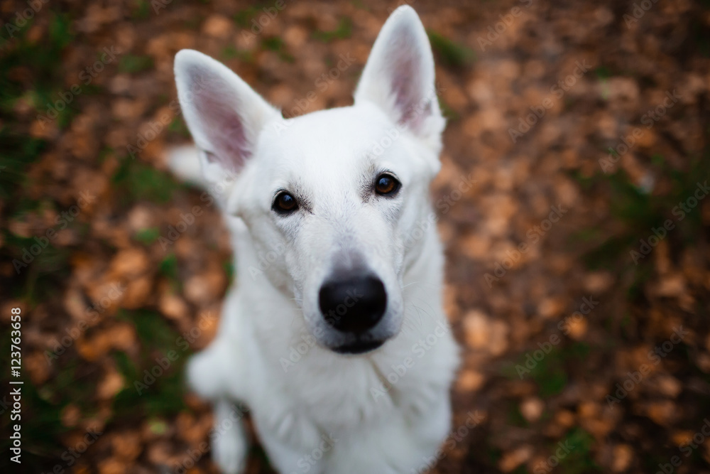 White Swiss shepherd dog in autumn forest White Swiss shepherd dog in autumn forest