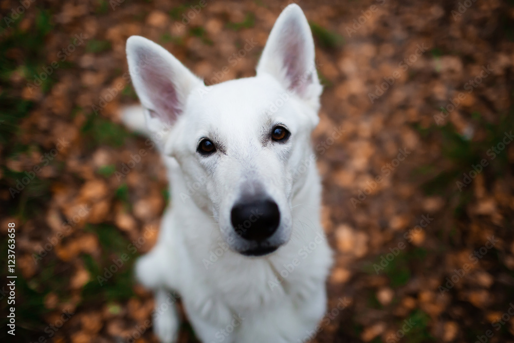 White Swiss shepherd dog in autumn forest