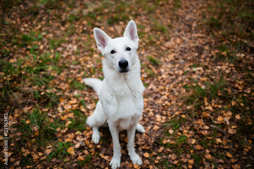 White Swiss shepherd dog in autumn forest © protivnica