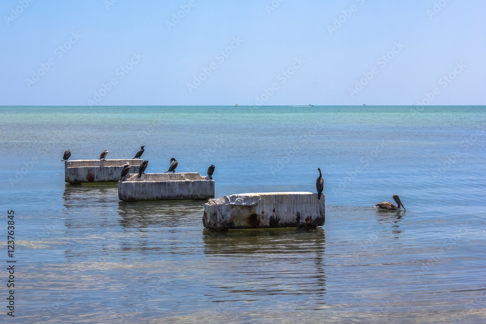 Brown pelicans and other birds, standing on a pier post in the sea in Key West. The brown pelicans are common in Florida. Brown pelicans float near fishing boats and waddle along piers and docks.