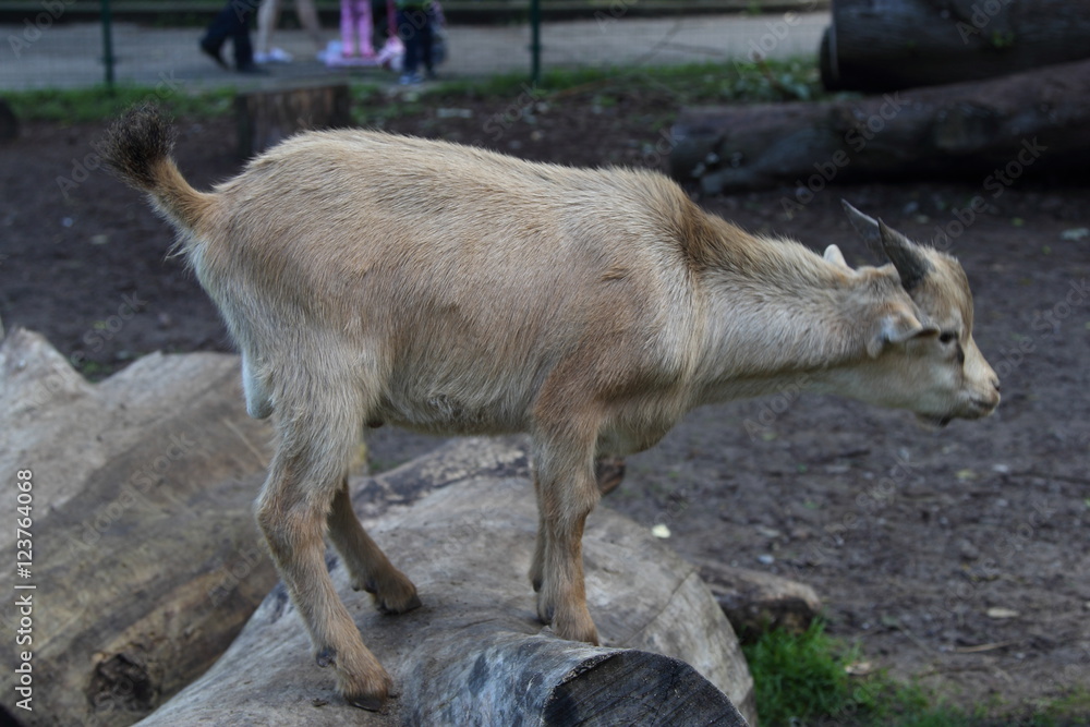 Fototapeta premium Goat