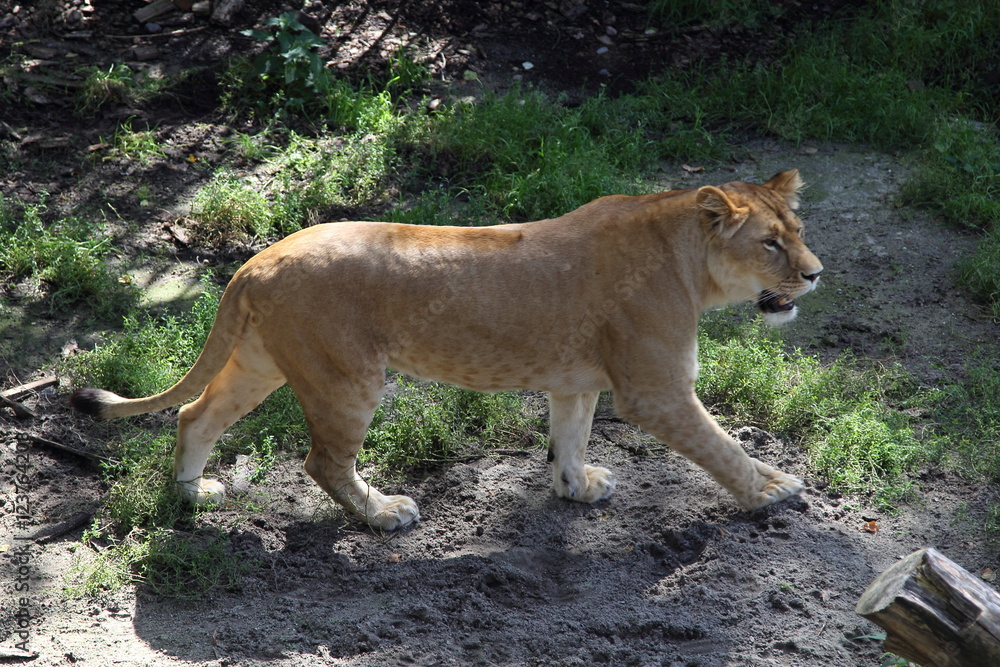 Obraz premium Wild lion