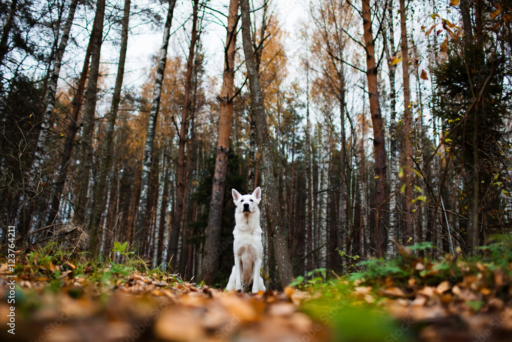White Swiss shepherd dog in autumn forest White Swiss shepherd dog in autumn forest