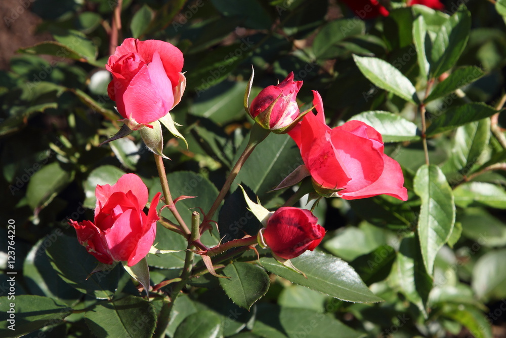 Garden rose Garden rose