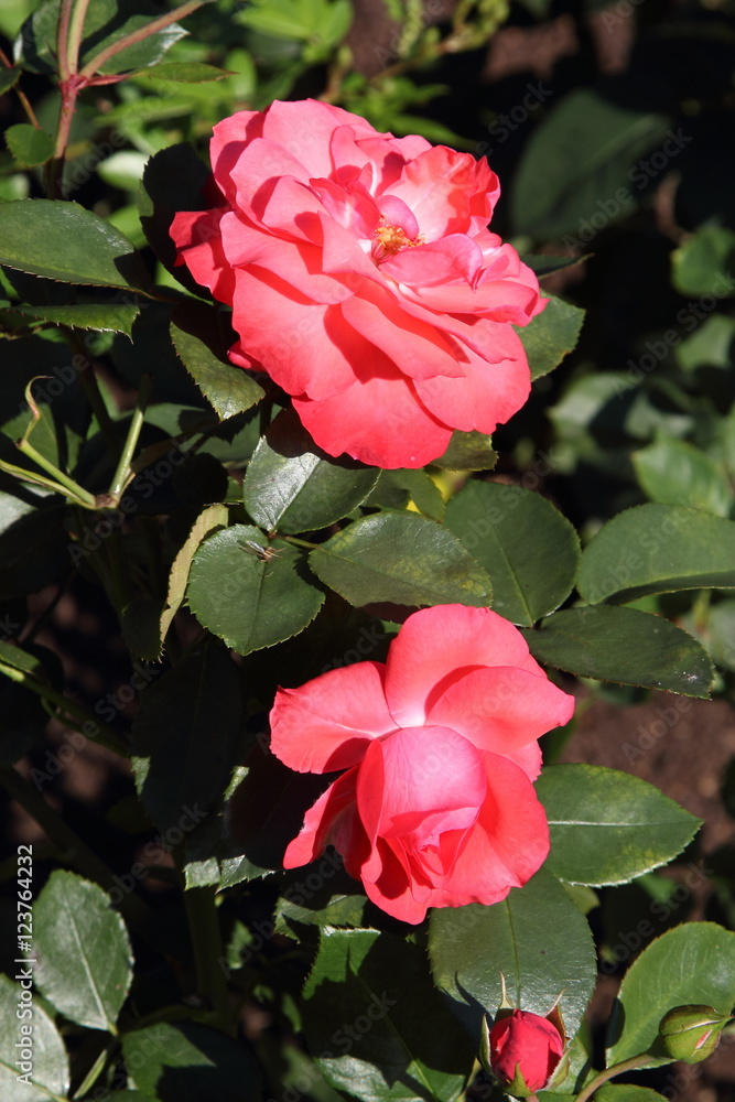 Garden rose Garden rose