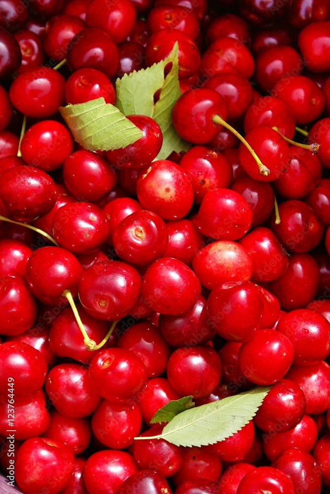Red cherries on the tree Red cherries on the tree