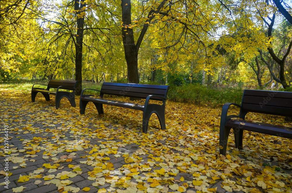 Fallen leaves in autumn park in the alley with benches on a sunny day.